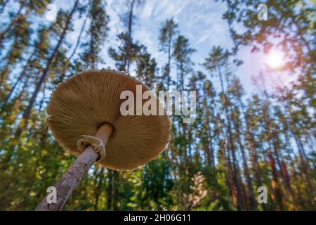 Gros champignons comestibles dans la forêt.Photo grand angle du champignon à partir du bas.Accent sélectif sur le chapeau de champignon Banque D'Images