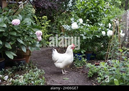 Jardin de poulet biologique avec poule blanche de Sussex Banque D'Images