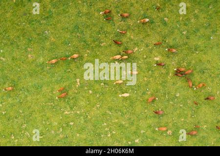 Vue de dessus sur les vaches brunes dans un champ vert clair et herbacé. Banque D'Images