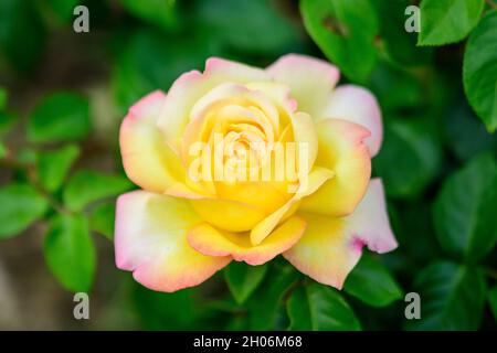 Grand buisson vert avec une rose jaune vif fraîche en pleine fleur et des feuilles vertes dans un jardin dans une journée ensoleillée d'été, beau backgroun floral extérieur Banque D'Images