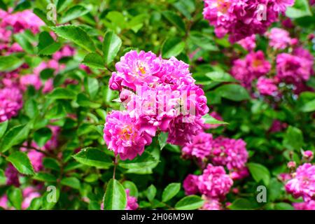 Bush avec beaucoup de rose rose vif délicate rose rose rose rose pleine fleur et feuilles vertes dans un jardin dans une journée ensoleillée d'été, beau fond floral extérieur Banque D'Images