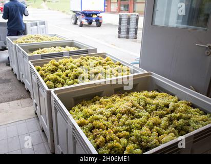 Caisses en plastique pleines de raisins blancs sur la ferme de viticulture Banque D'Images