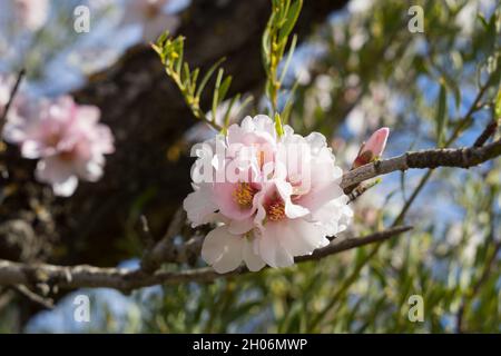 belle fleurs blanches et roses amande arbre en fleur l'agriculture méditerranéenne au printemps Banque D'Images