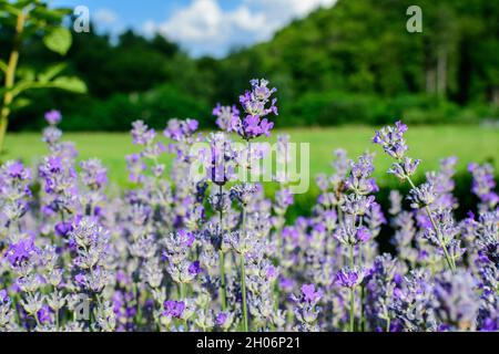 Beaucoup de petites fleurs de lavande bleues dans un jardin dans une journée ensoleillée d'été photographiée avec un foyer sélectif, beau fond floral extérieur Banque D'Images