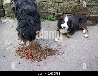 Deux chiens de montagne bernois mangeant des granules de la terrasse en briques dans la cour Banque D'Images