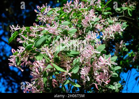 Petites fleurs roses et feuilles vertes fraîches sur les branches de la plante de chèvrefeuille bleue (nom latin lonicera korolkowii) dans un jardin dans un SPR ensoleillé Banque D'Images