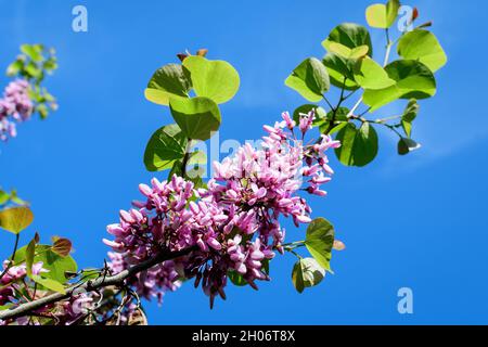 Beaucoup de fleurs roses vives de Cerdis siliquastrum, communément appelé arbre de Judas ou arbre de Judas, dans un jardin dans un jour ensoleillé de printemps, belle flore extérieure Banque D'Images