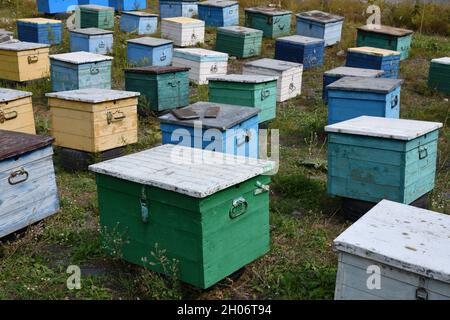 Apiculture.Ruches d'abeilles dans l'apiaire.Ruches en bois peintes avec des abeilles actives.Cour d'abeille en périphérie des montagnes du Caucase, Tchétchénie.RUS Banque D'Images