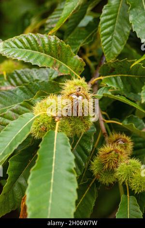 Close up of Branch Avec ouvertes Chestnut Bur Banque D'Images