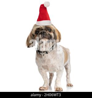 joli petit chien shih tzu portant un collier et un chapeau de noël tout en se tenant isolé sur fond blanc en studio Banque D'Images