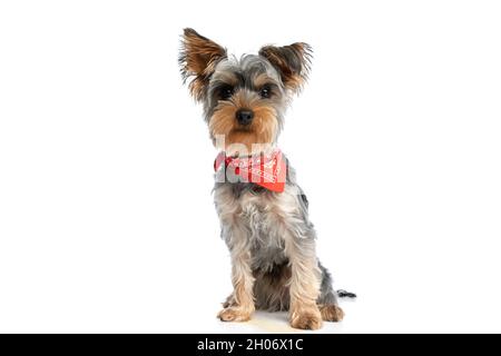 adorable chien terrier du yorkshire portant un bandana rouge autour du cou et assis isolé sur fond blanc en studio Banque D'Images