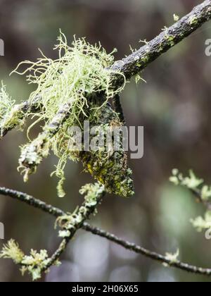 Un cône de pin recouvert d'un lichen de type de la famille Usnea dans une plantation de Magoebaskloof, en Afrique du Sud Banque D'Images