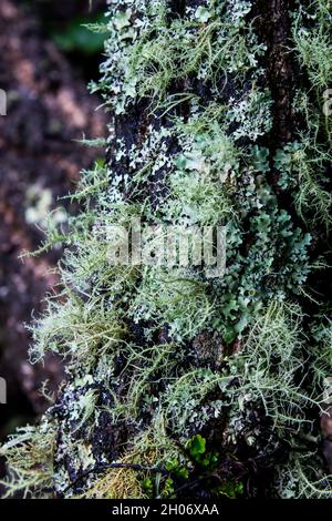 Vue rapprochée d'un lichen vert grisâtre, connu localement sous le nom de barbe d'un vieil homme, sur un tronc d'arbre à Magoebaskloof, Afrique du Sud. Banque D'Images