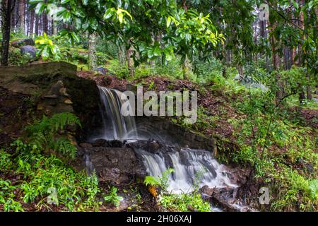 Une petite cascade artificielle abritée au bord d'une plantation de pins à Magoebaskloof, en Afrique du Sud. Banque D'Images