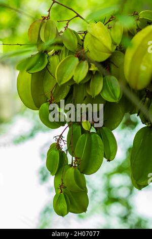 Carambolas, Star fruit, Caramba, Gooseberry, ou Carambola ont une demande supplémentaire sur le fruit pour leur forme d'étoile. Banque D'Images