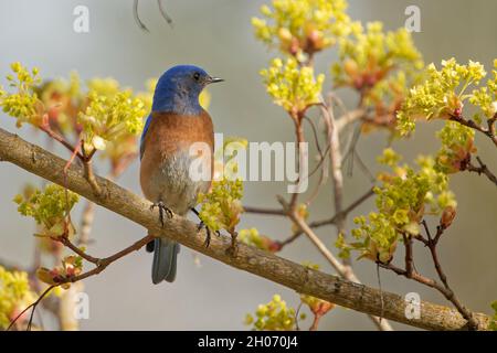 Photo sélective d'un bluebird de l'est perché sur le son de l'arbre Banque D'Images