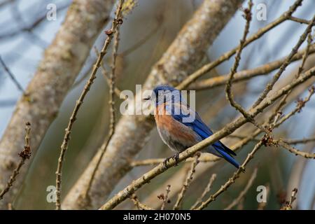 Photo sélective d'un oiseau bleu de l'est assis sur une branche d'arbre Banque D'Images