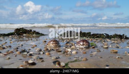 Belle côte de mer avec des coquillages Tiger Cowrie Banque D'Images