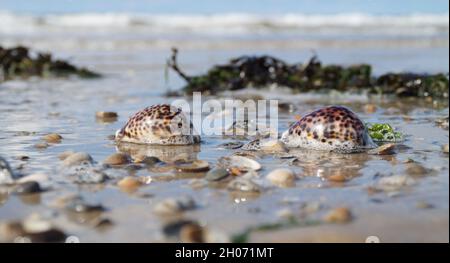 Belle côte de mer avec des coquillages Tiger Cowrie Banque D'Images