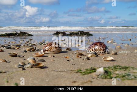 Belle côte de mer avec des coquillages Tiger Cowrie Banque D'Images