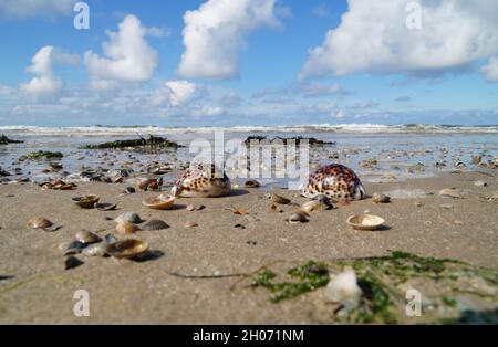 Belle côte de mer avec des coquillages Tiger Cowrie Banque D'Images