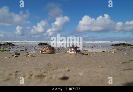 Belle côte de mer avec des coquillages Tiger Cowrie Banque D'Images