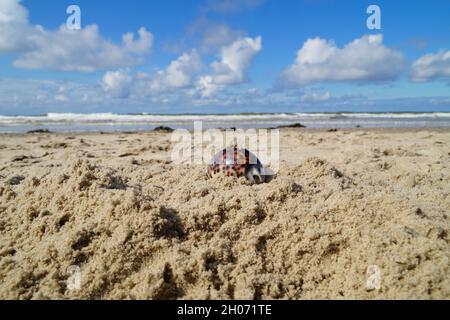 Belle côte de mer avec des coquillages Tiger Cowrie Banque D'Images