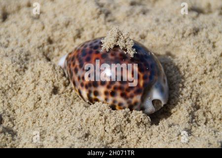 Belle côte de mer avec des coquillages Tiger Cowrie Banque D'Images