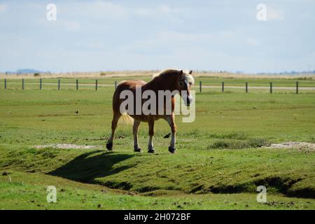 Un beau cheval Palomino qui traîne sur la prairie verte sur les rives de l'île de Baltrum en mer du Nord (Allemagne) Banque D'Images