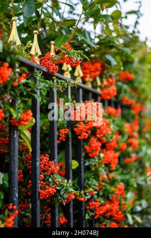 Haie de Hawthorn avec baies d'aubépine rouges et rampes noires.Cette haie belliciste forme la limite d'un jardin à l'avant. Banque D'Images