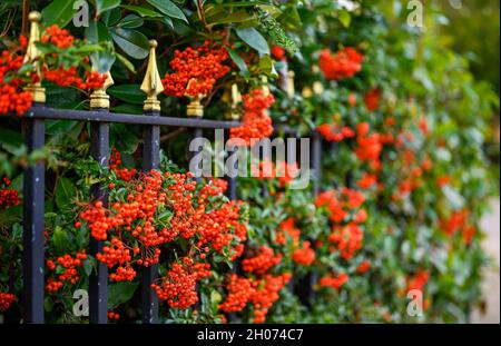 Haie de Hawthorn avec baies d'aubépine rouges et rampes noires.Cette haie belliciste forme la limite d'un jardin à l'avant. Banque D'Images