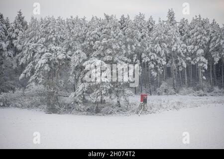 forêt de conifères enneigée en hiver Banque D'Images