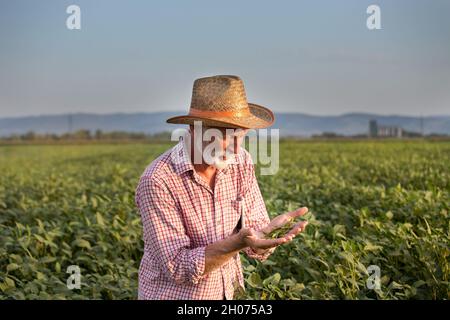 Agriculteur mature tenant des gousses vertes dans le champ de soja en été heure Banque D'Images