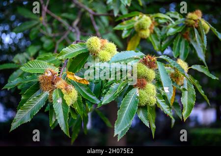 Branche d'un châtaignier sucré montrant les fruits et les feuilles.Le châtaignier est l'arbre qui porte le châtaignier comestible. Banque D'Images