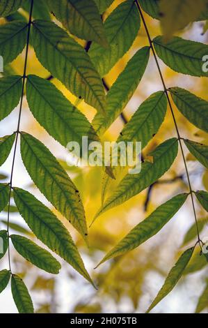 Détail des feuilles sur un arbre dans un parc.Autres arbres derrière.Se concentrer sur les lames de premier plan avec une faible profondeur de champ.Les lames changent de couleur. Banque D'Images