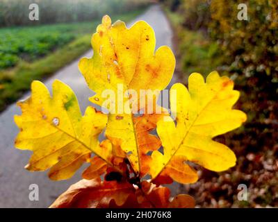 feuilles de chêne jaune au soleil Banque D'Images