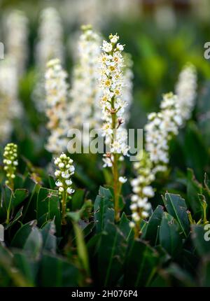 Petites fleurs blanches délicates avec des feuilles vertes.Variété inconnue mais peut-être Laurier à la cerise. Banque D'Images