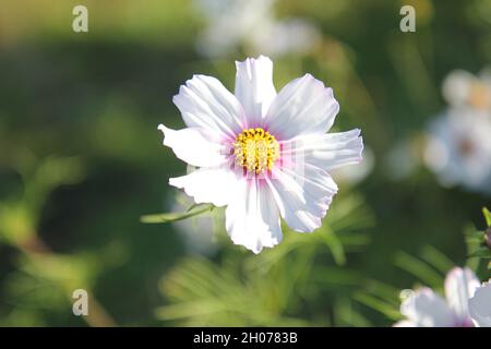 Cosmétique blanche, cosmos de jardin, isolée sur un arrière-plan flou Banque D'Images