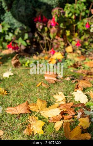 Des feuilles d'automne automnales vibrantes se sont installées sur une pelouse de jardin, baignées de lumière du soleil, gardées par les arbres au-dessus. Banque D'Images