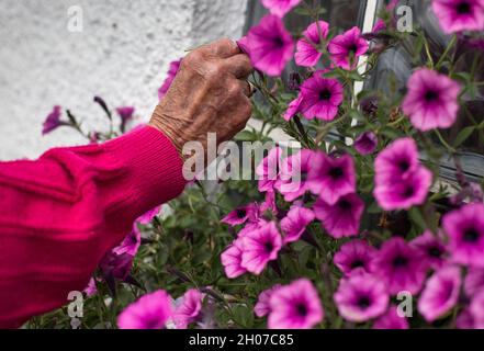 Gros plan des mains de la femme âgée prenant soin des plantes dans le pot de fleur dans le jardin Banque D'Images