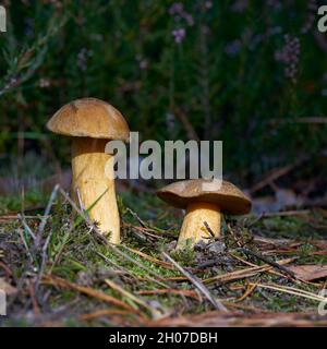 Boléte de velours (Suillus variegatus) sur le fond de la forêt en automne Banque D'Images