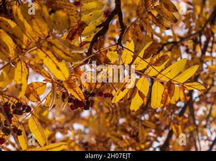 Des branches de frêne de montagne avec des feuilles jaunes et des baies rouges illuminées par le soleil.Arrière-plan naturel d'automne. Banque D'Images
