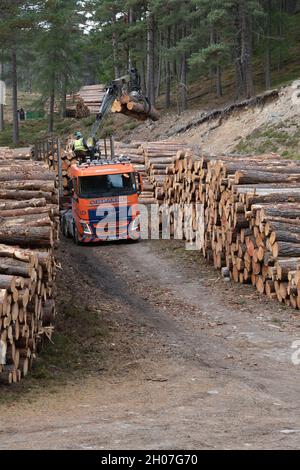 Grumes empilées dans une forêt des Highlands d'Écosse, chargées sur un camion articulé à l'aide d'un palan monté sur remorque Banque D'Images