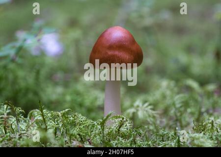 Un champignon Amanita fulva, également connu sous le nom de grisette tawny Banque D'Images