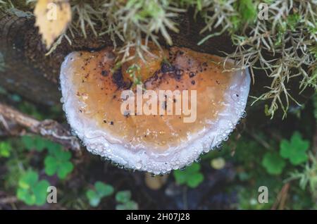 le champignon de la teinture pousse sur un vieux arbre dans la forêt d'automne.Gros plan d'un champignon recouvert de résine. Banque D'Images