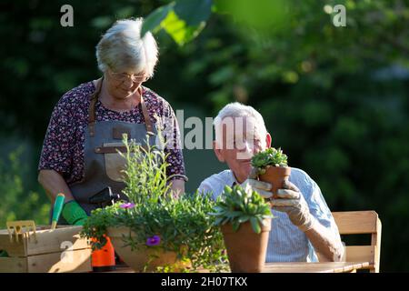 Couple senior empochant des plantes dans le jardin au printemps Banque D'Images