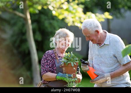 Couple senior empochant des plantes dans le jardin au printemps Banque D'Images