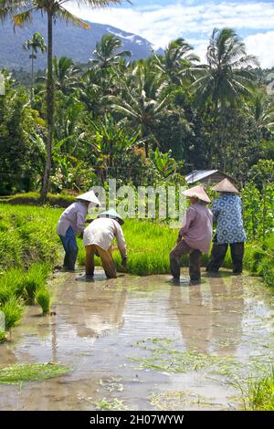 Femmes portant des chapeaux de paille asiatiques coniques dans un champ de riz plantant des plants de riz dans de l'eau boueuse, près de Bukittinggi, Sumatra Ouest, Indonésie. Banque D'Images