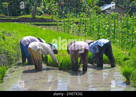 Femmes portant des chapeaux de paille asiatiques coniques dans un champ de riz plantant des plants de riz dans de l'eau boueuse, près de Bukittinggi, Sumatra Ouest, Indonésie. Banque D'Images