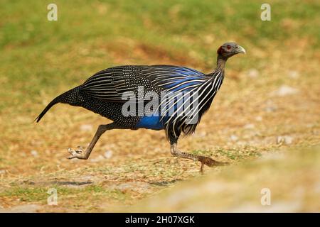 Vulturine Guinéafang - Acrylium vulturinum la plus grande espèce existante de guineafang.Grand oiseau grégaire de terre avec le polimage bleu dans la savane de Ken Banque D'Images